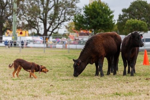 Australian farm dog facing off cattle at event during agricultural show