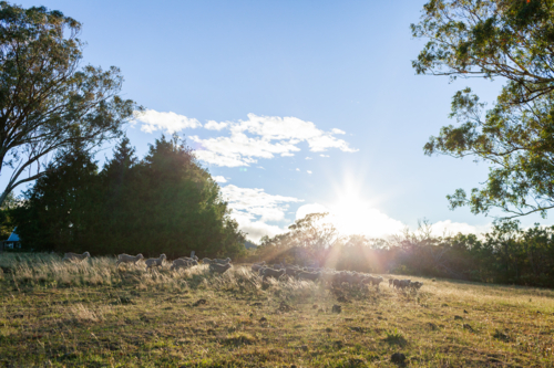 Australian farm scene of sheep flock in grassy paddock in morning light - Australian Stock Image