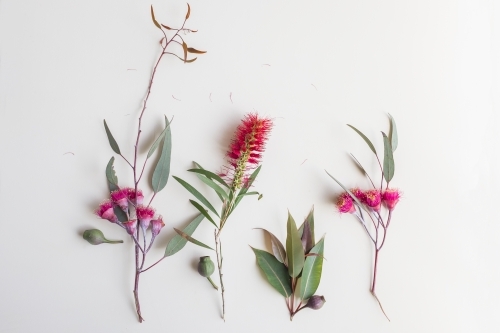 Australian flora flatlay - Australian Stock Image