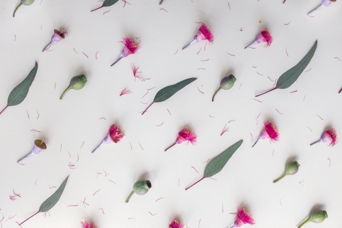 Australian flora flatlay - Australian Stock Image