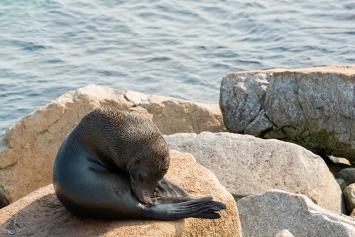 Australian Fur Seal on Rocks with water behind