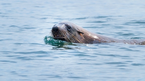 australian fur seal swimming with head out of water looking towards camera