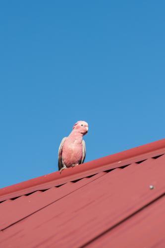 Australian Galah on a corrugated tin roof - Australian Stock Image