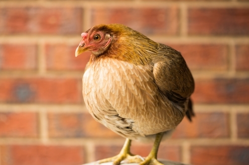 Australian Game chicken breed - Australian Stock Image