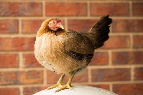 Australian Game chicken breed - Australian Stock Image