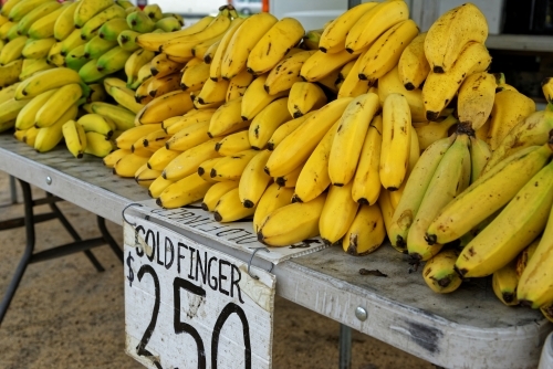Australian Gold Finger Bananas at Market Stall - Australian Stock Image