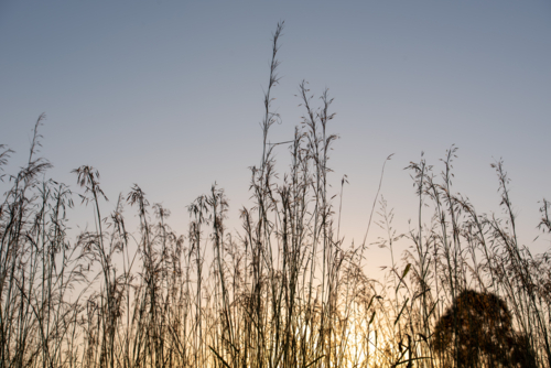 Australian grass silhouetted at sunrise with glowing sky - Australian Stock Image