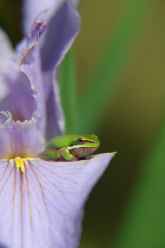 Australian green treefrog in purple lily - Australian Stock Image