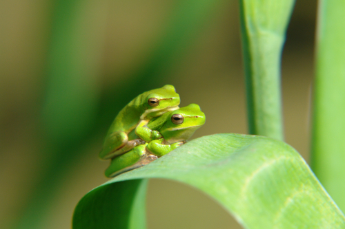 Australian green treefrog on a lily plant leaf - Australian Stock Image