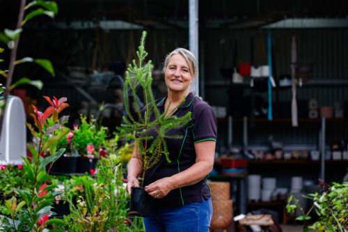 Australian horticulturalist holding potted native Australian plant in nursery garden - Australian Stock Image