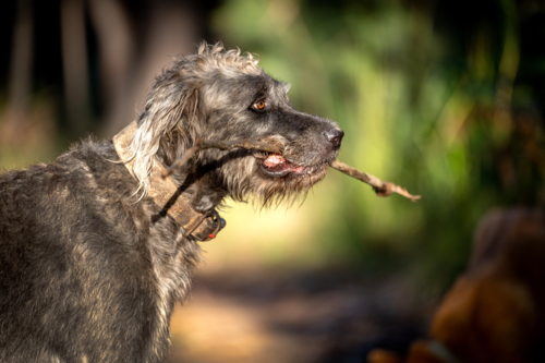 Australian hunting dog holding a stick in its mouth. - Australian Stock Image