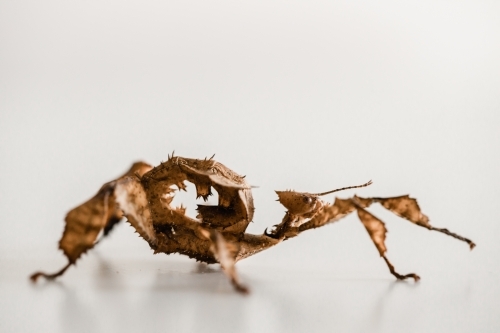 Australian juvenile female spiny leaf insect - Australian Stock Image