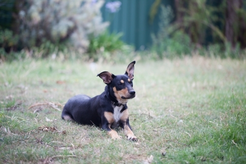 Australian Kelpie cross on the grass in backyard - Australian Stock Image