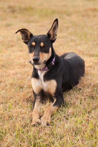 Australian Kelpie Cross sitting in the dry grass - Australian Stock Image
