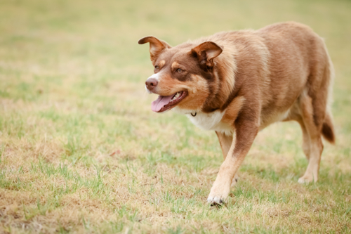 Australian Kelpie walking on grass in Australia - Australian Stock Image