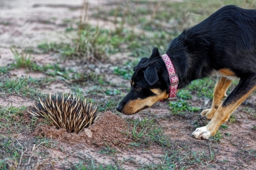 Australian Kelpie watching an Echidna digging into the ground