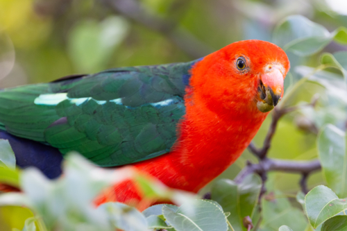 Australian King Parrot eating tree fruit in Melbourne, Victoria Australia - Australian Stock Image