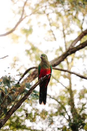 Australian King parrot perched on a branch of a tree. - Australian Stock Image