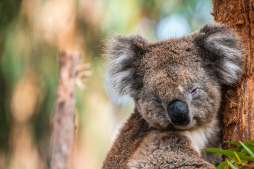 Australian koala animal sitting on tree branch - Australian Stock Image