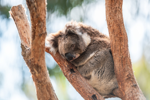 Australian koala native animal sitting on tree branch on a day, Adelaide Hills, SA - Australian Stock Image