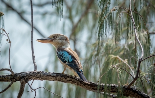 Australian kookaburra perched on native tree - Australian Stock Image
