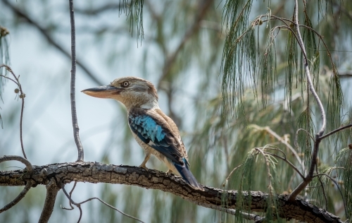 Australian kookaburra perched on native tree