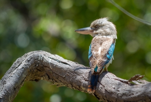 Australian Kookaburra sitting on branch - Australian Stock Image