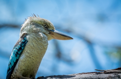 Australian Kookaburra sitting on branch