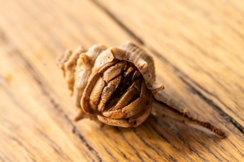 Australian Land Hermit Crab (Coenobita variabilis) peeking out of it's shell - Australian Stock Image