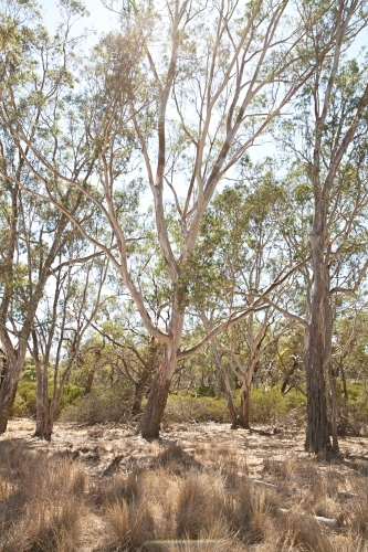 Australian landscape in rural Victoria with grass and gum trees - Australian Stock Image