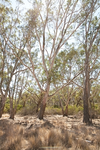 Australian landscape in rural Victoria with grass and gum trees
