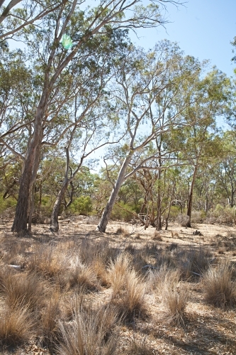 Australian landscape in rural Victoria with grass and gum trees - Australian Stock Image