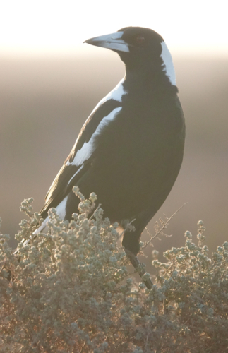 Australian Magpie - Australian Stock Image