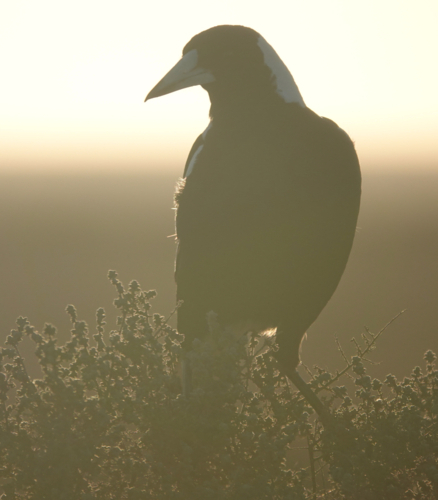 Australian Magpie - Australian Stock Image