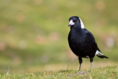 Australian magpie hunting - Australian Stock Image