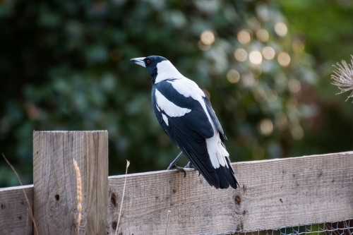 Australian magpie sitting on a wooden fence - Australian Stock Image