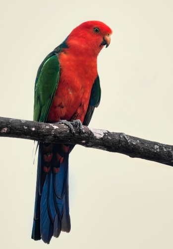 Australian Male King Parrot - Australian Stock Image