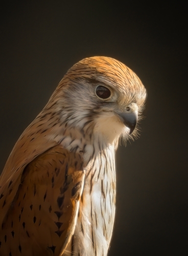 Australian nankeen kestrel falcon portrait - Australian Stock Image