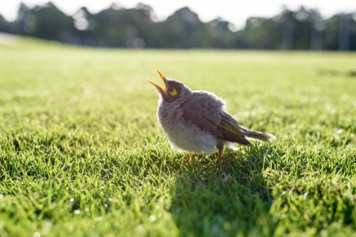 Australian native bird noisy miner in the grass - Australian Stock Image