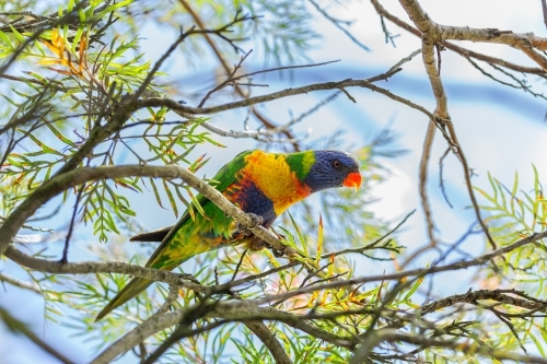 Australian native bird rainbow lorikeet in branches of grevillea bush - Australian Stock Image