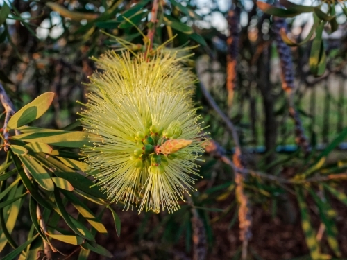 Australian native bottlebrush, melaleuca pachyphyllus, close up with sun flare - Australian Stock Image