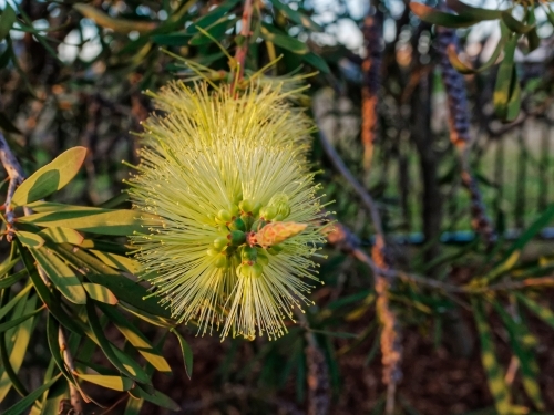 Australian native bottlebrush, melaleuca pachyphyllus, close up with sun flare