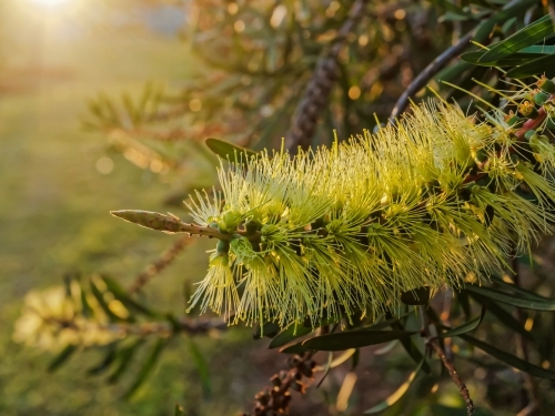 Australian native bottlebrush, melaleuca pachyphyllus, close up with sun flare - Australian Stock Image