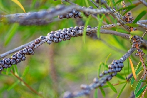Australian Native Bottlebrush seed pods and tree branches - Australian Stock Image