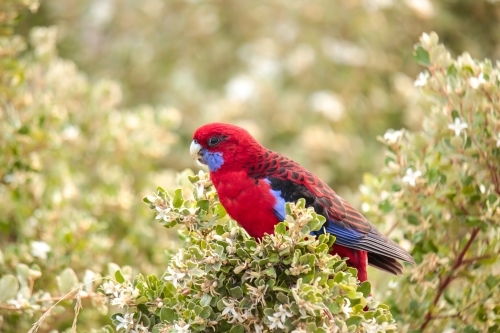 Australian Native Crimson Rosella Parrot Perched and eating flowers from a native bush - Australian Stock Image