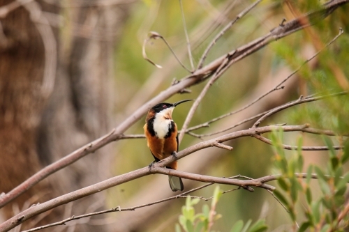 Australian Native Eastern Spinebill bird perched in a native tree - Australian Stock Image