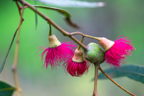 Australian native Eucalyptus Leucoxylon Rosea tree large pink blossom - Australian Stock Image