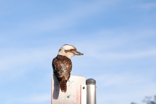 Australian native kookaburra sitting on sign with blue sky background