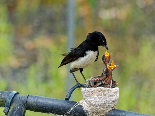 Australian native willie wagtail bird sitting on nest feeding three young chicks - Australian Stock Image
