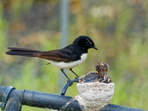 Australian native willie wagtail bird sitting on nest feeding three young chicks - Australian Stock Image